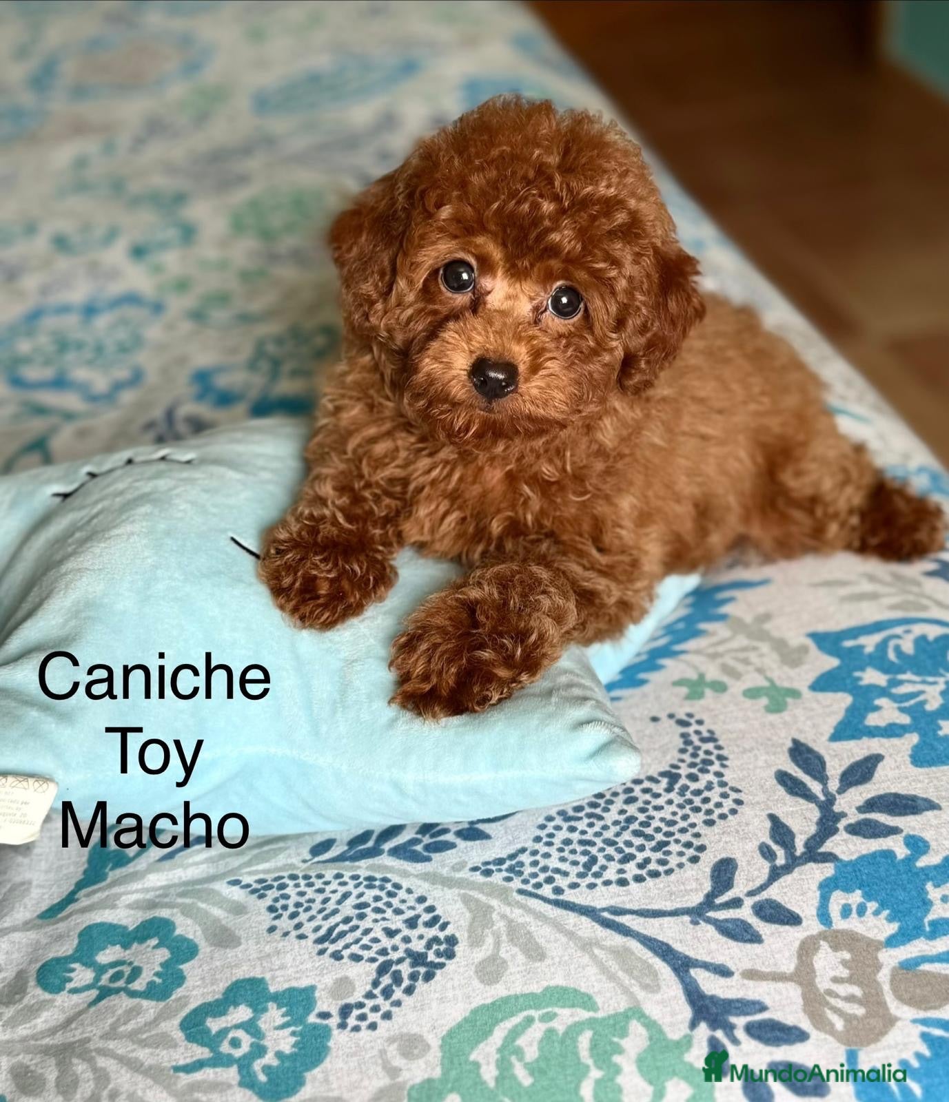 Caniche Toy perros Caniche toy muy chiquitín !!! - Anuncio 4