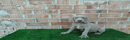 Otras razas perros en venta: Bracos de weimar de calidad  - Anuncio 7
