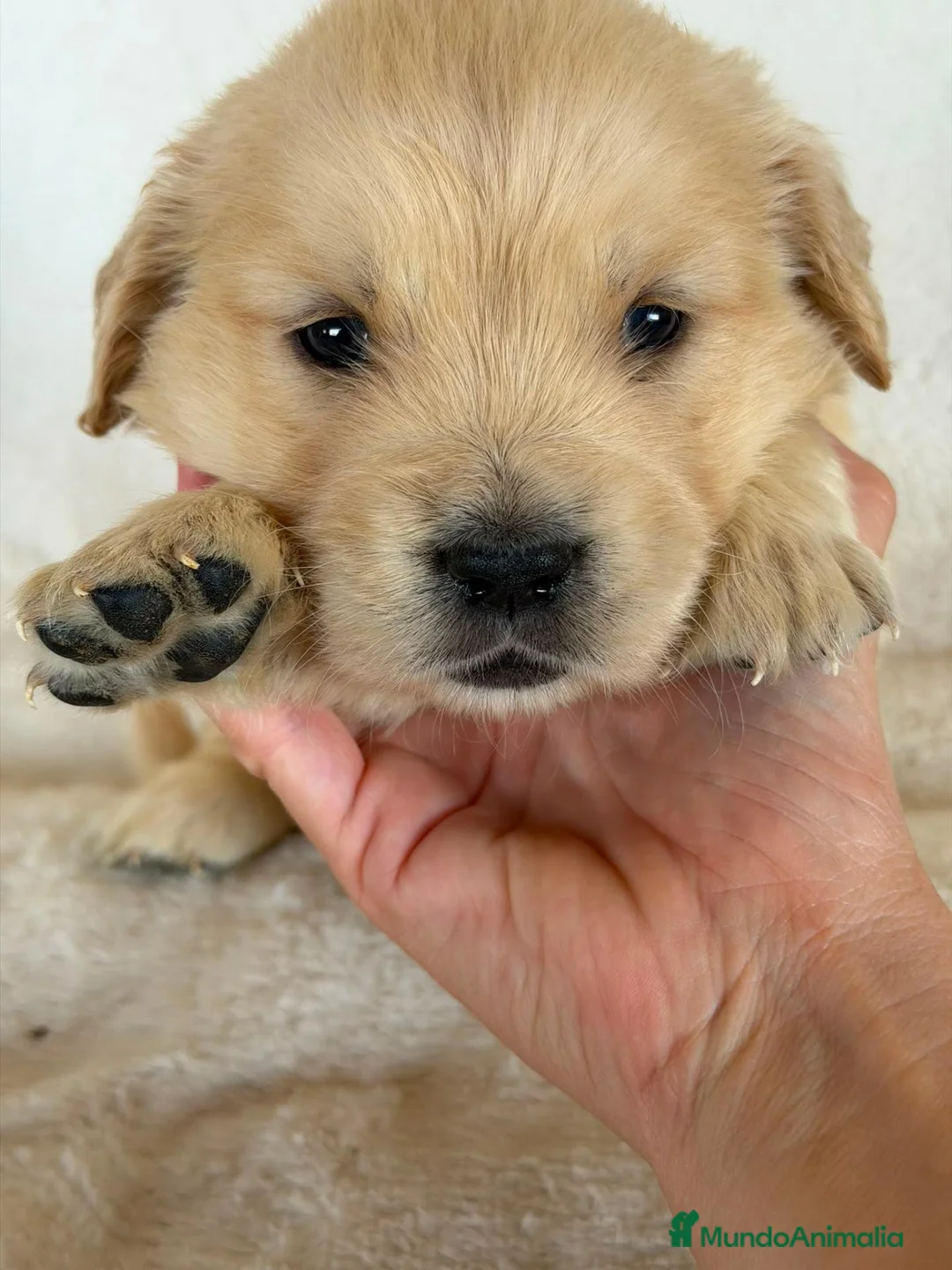 Golden Retriever perros en venta: GOLDEN RETRIEVER  - Anuncio 2