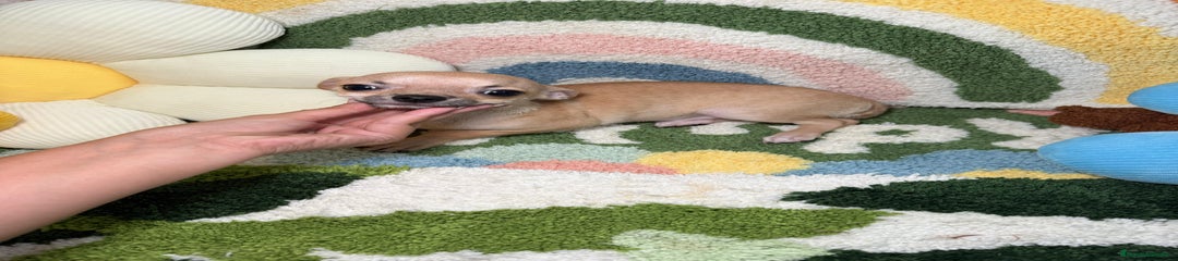 Chihuahua Cachorro 1