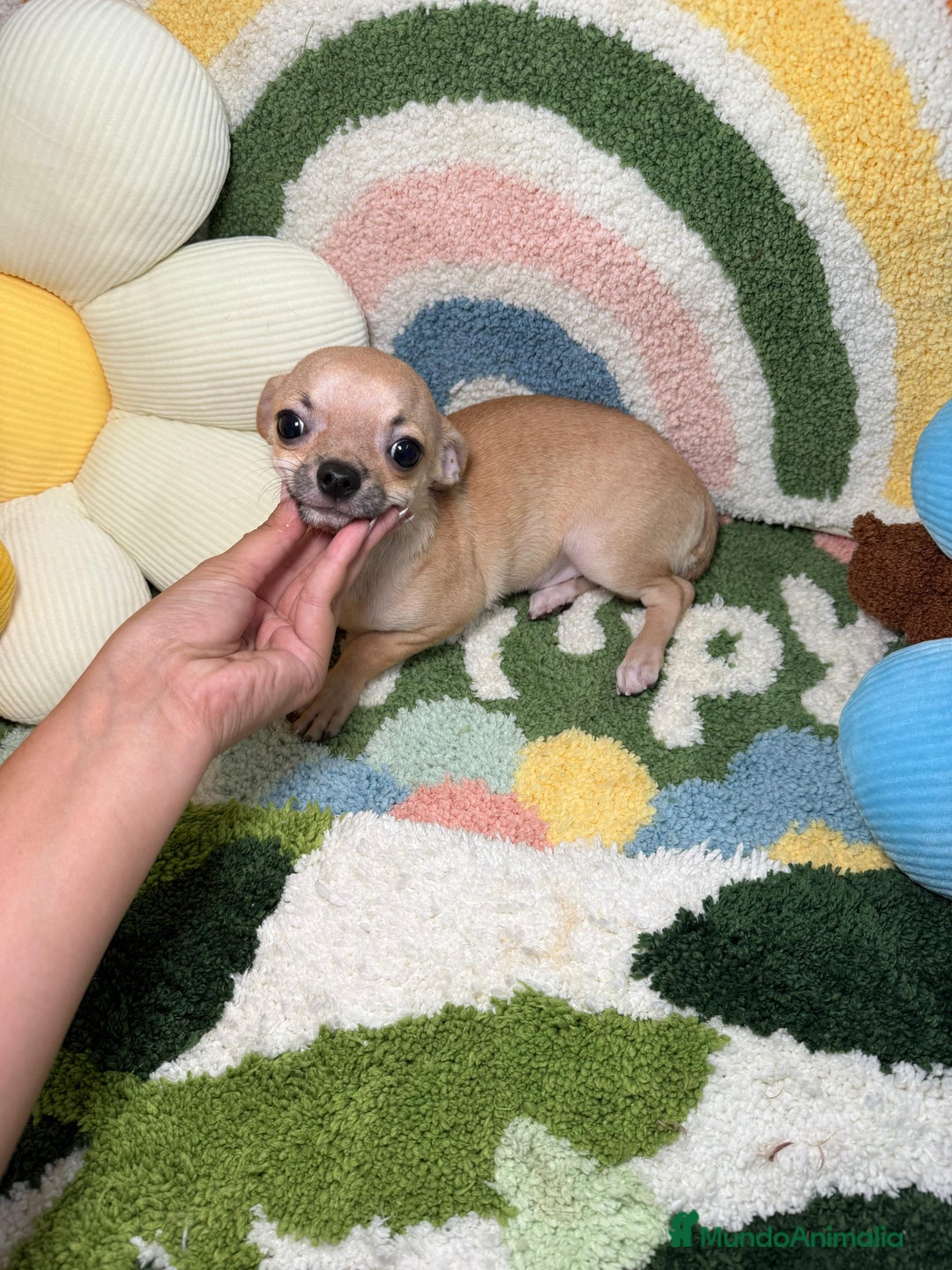 Chihuahua perros en venta: Chihuahua Macho - Imagen 1