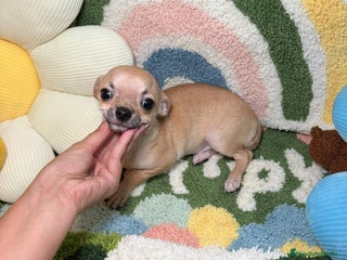 Chihuahua perros - Anuncio 38