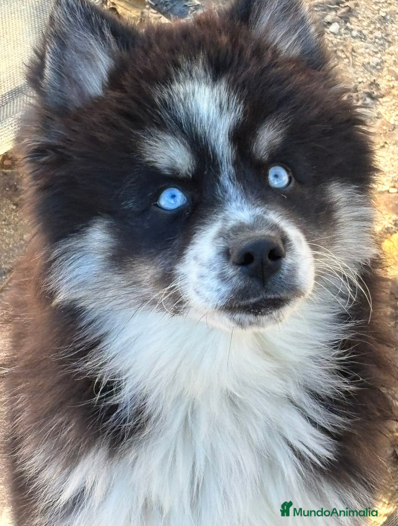 Pomsky perros Cachorro pomsky - Anuncio 6