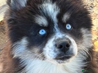 Pomsky perros Cachorro pomsky - Anuncio 27