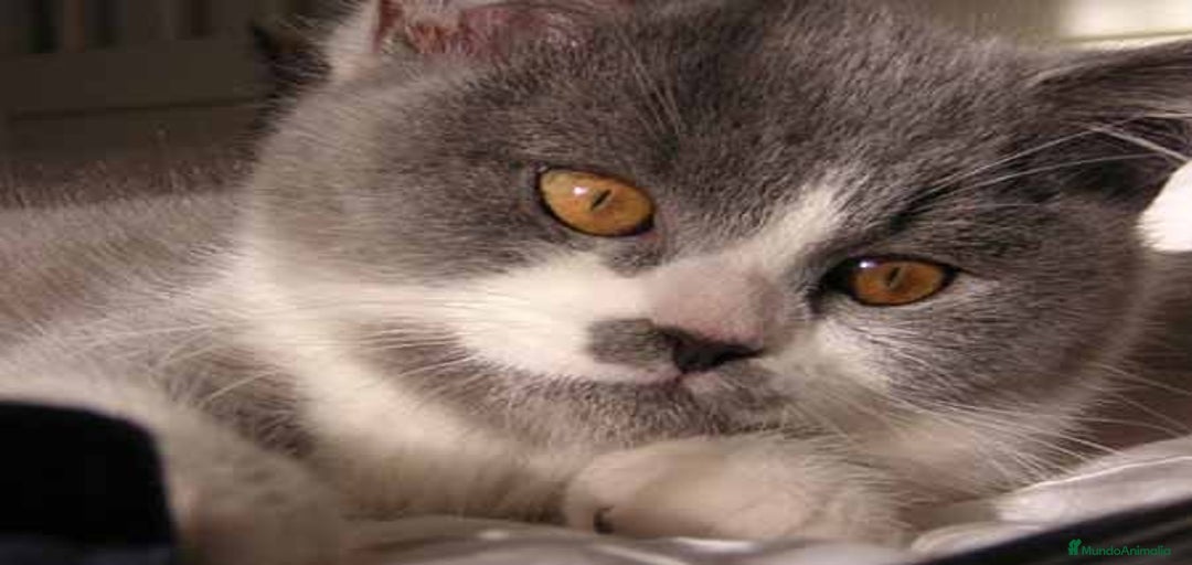 Imagen de galería {{count}}