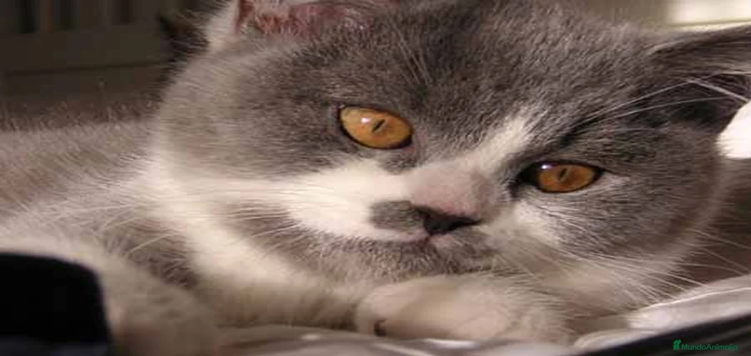 Imagen de galería {{count}}