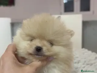 Pomerania perros Pomerania super mini - Anuncio 1