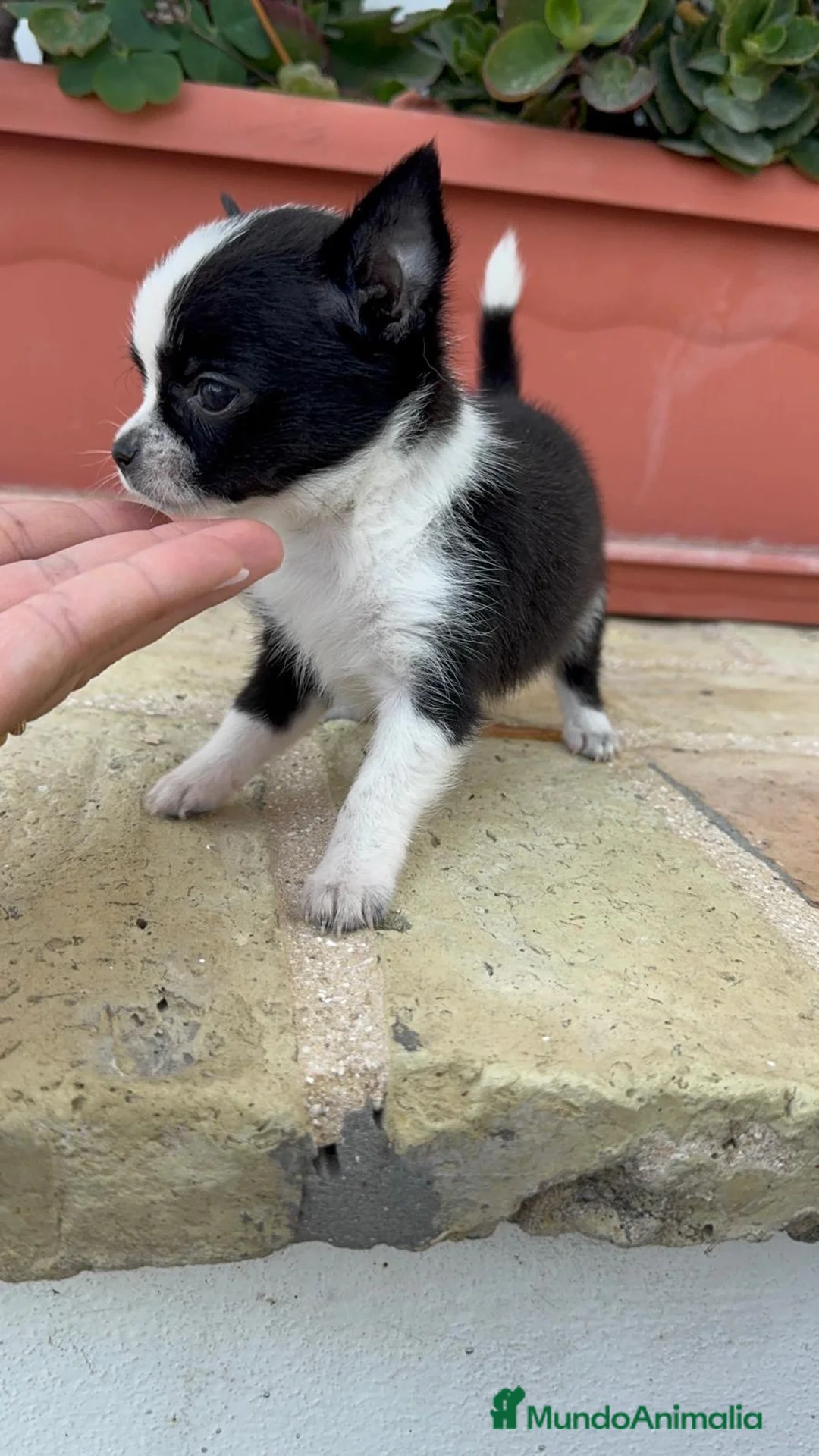 Chihuahua perros en venta:  CHIHUAHUA HEMBRA BICOLOR – PEQUEÑA Y ENCANTADORA  - Anuncio 8