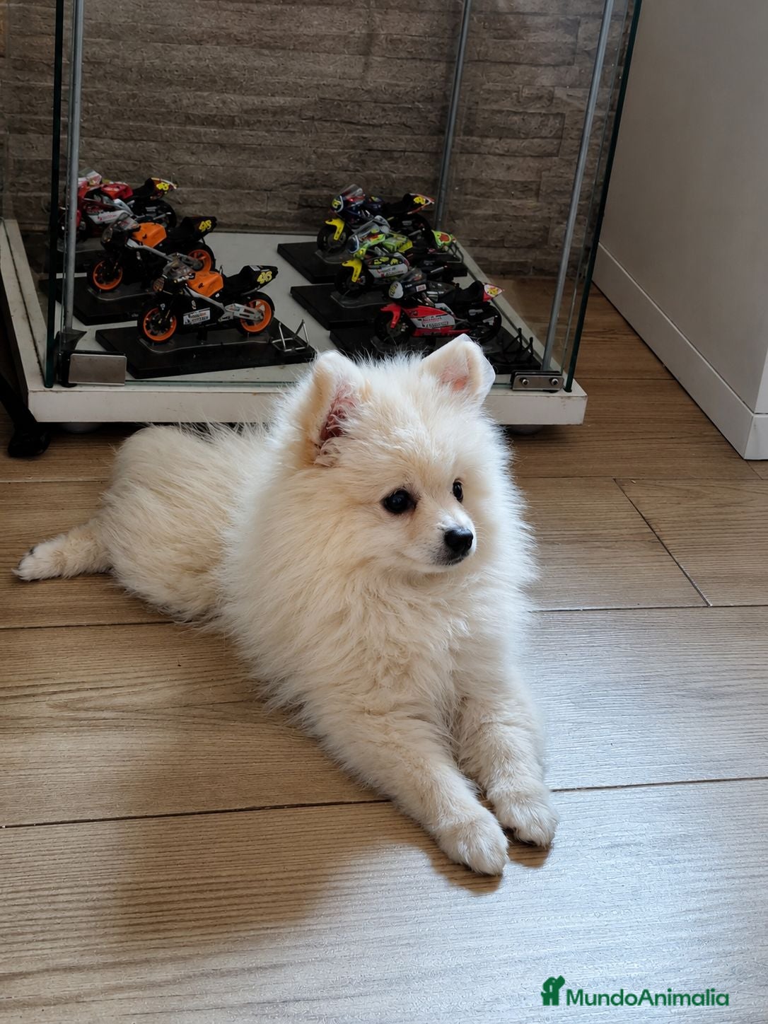 Pomerania perros Pomerania - Anuncio 17