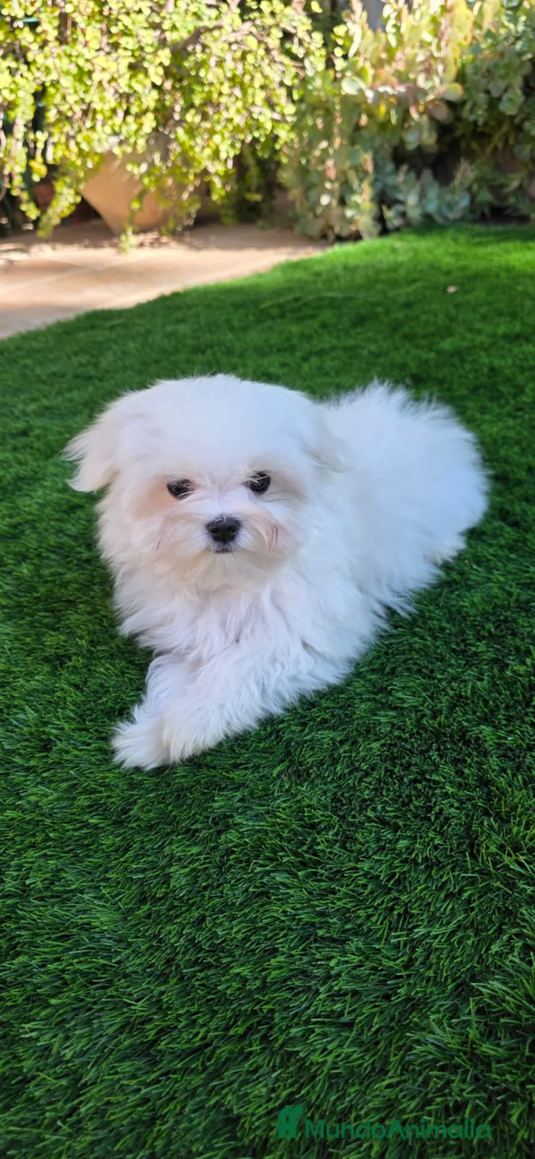 Bichón Maltés perros en venta: Bichon maltes linea coreana - Anuncio 3