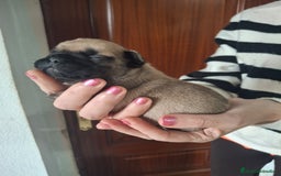 Bulldog Francés perros en venta: Bulldog frances fawn - Imagen 4