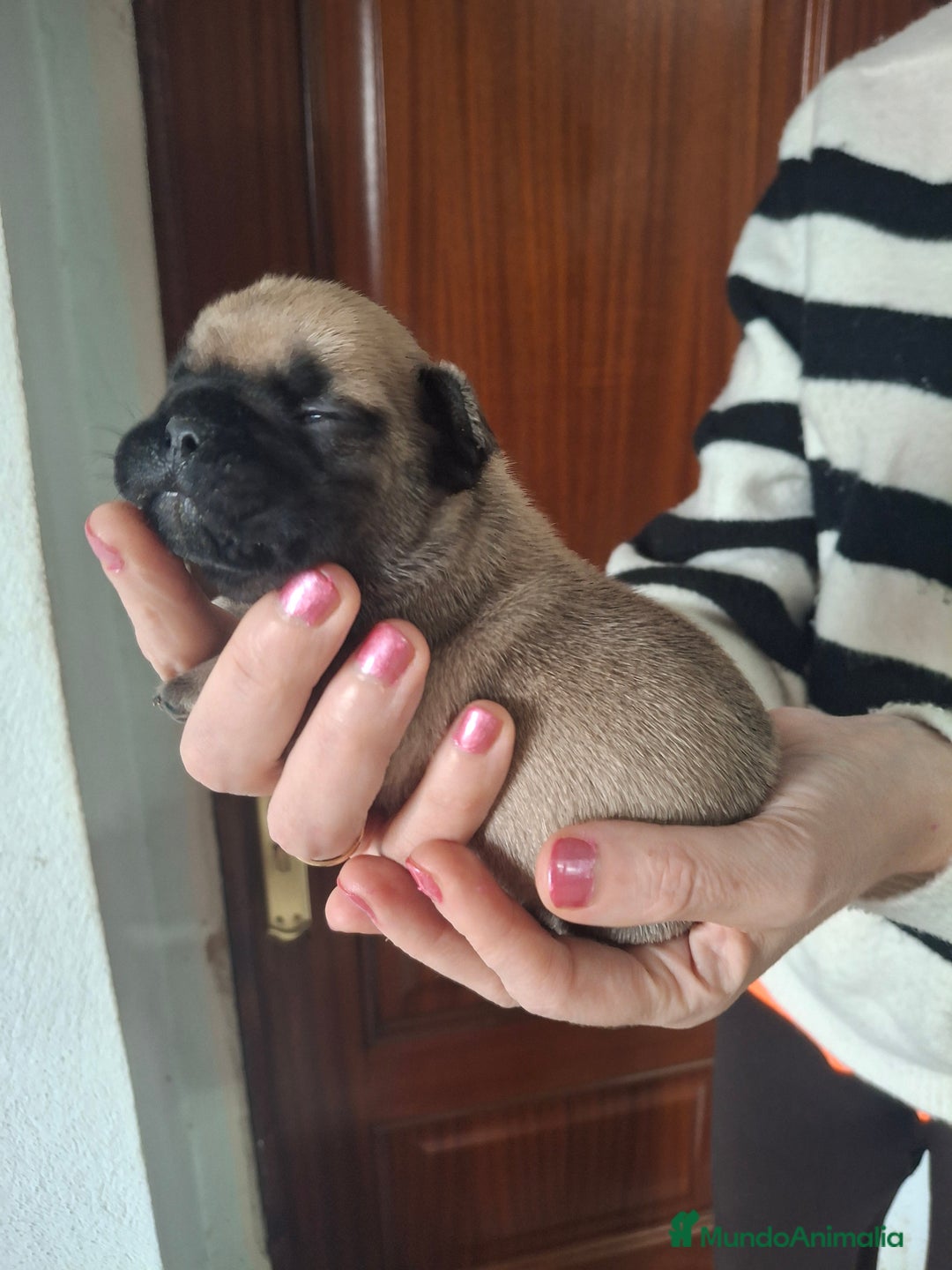 Bulldog Francés perros en venta: Bulldog frances fawn - Imagen 4