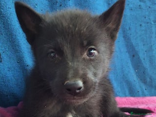 Otras razas perros PERRO LOBO AMERICANO - Anuncio 1