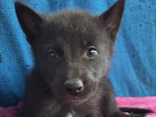 Otras razas perros PERRO LOBO AMERICANO - Anuncio 3