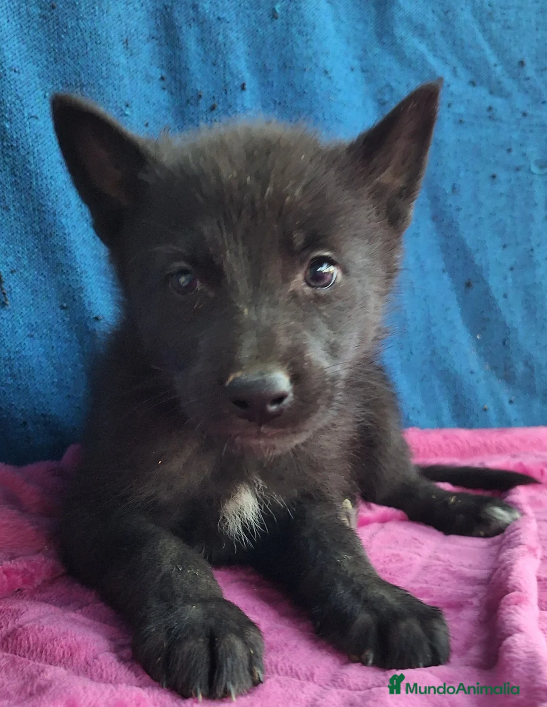 Otras razas perros en venta: PERRO LOBO AMERICANO  - Anuncio 1
