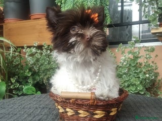 Yorkshire Terrier perros Cachorros Yorkshire chocolate Mini - Anuncio 21