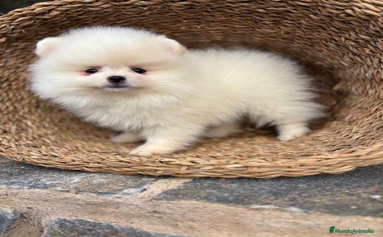 Pomerania perros Pomerania blanco toy para diciembre !! - Anuncio 1
