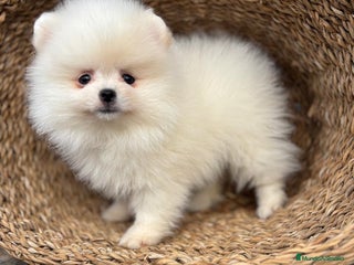 Pomerania perros Pomerania blanco toy para diciembre !! - Anuncio 1