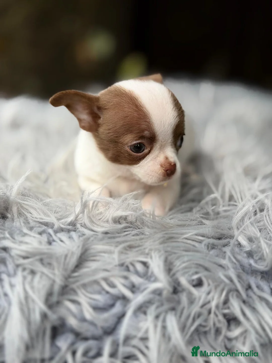 Chihuahua perros en venta: CHIHUAHUA MINI BICOLOR - Anuncio 2