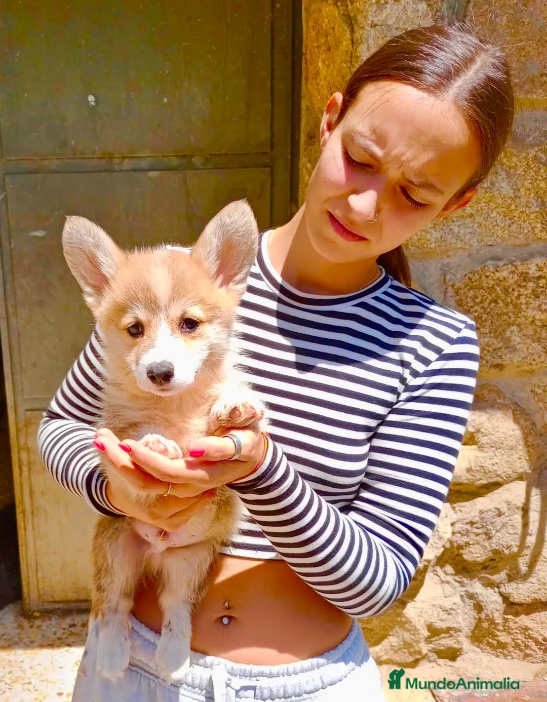 Welsh Corgi Pembroke perros en venta: Corgi pembroke excepcional  - Anuncio 6