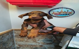 Dobermann perros en venta: Doberman chocolate americana  - Imagen 3