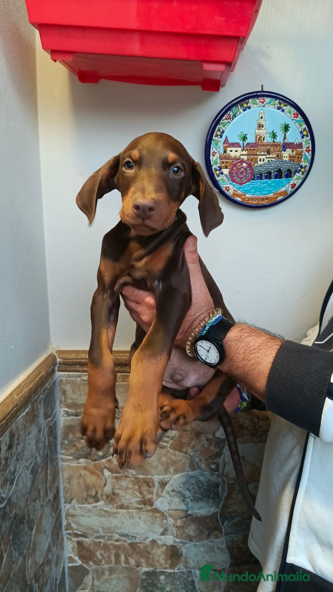 Dobermann perros en venta: Doberman chocolate americana  - Imagen 3