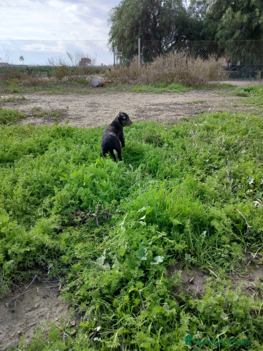 Border Collie perros en venta: BORDER COLLIE - Anuncio 19