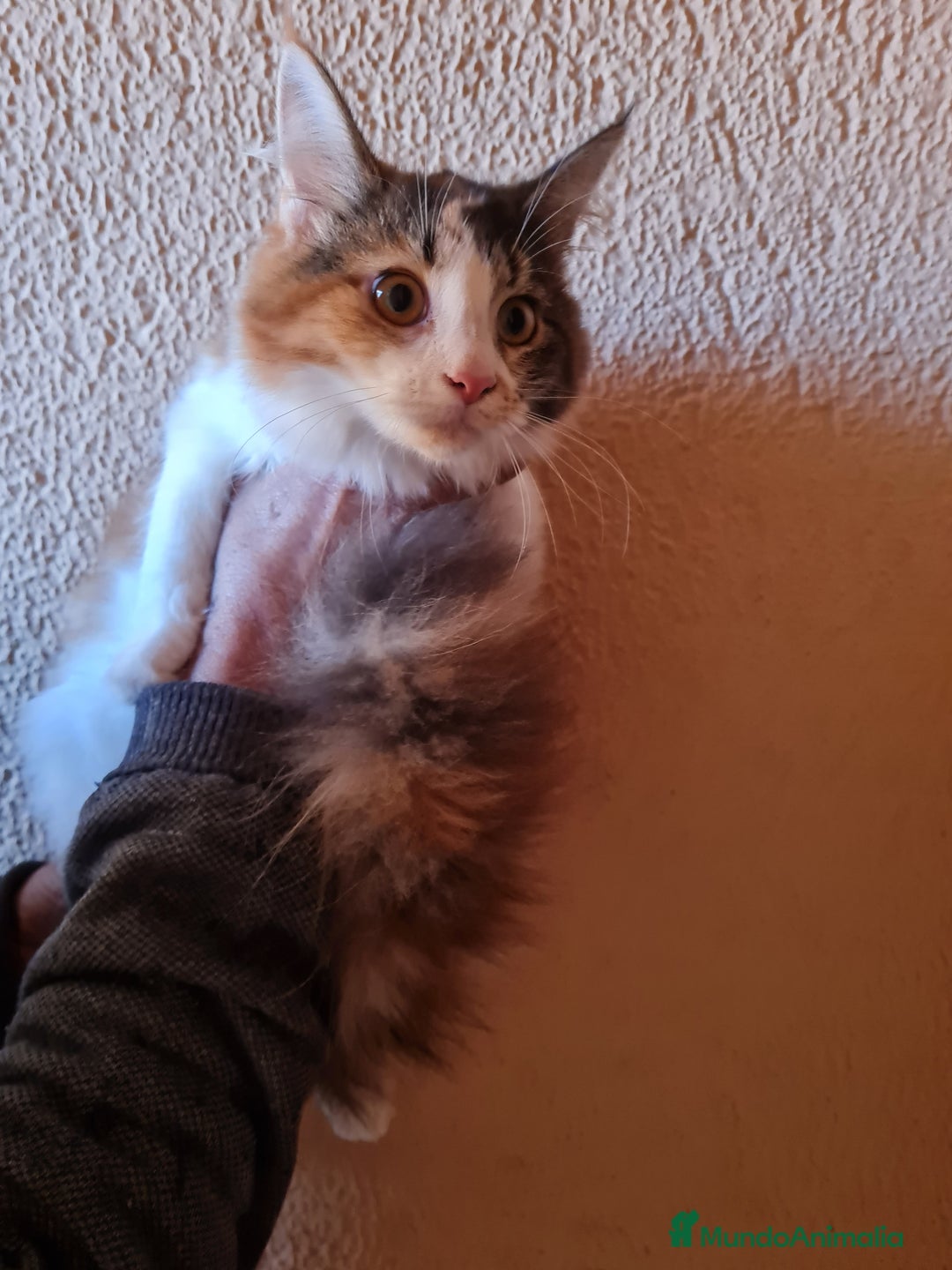 Maine Coon gatos en venta: Maine coom - Imagen 7