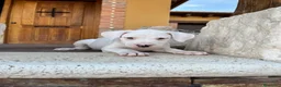 Dogo Argentino perros en venta: Dogos argentinos  en Segovia - Anuncio 13