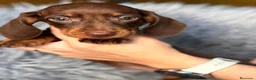 Teckel Miniatura perros en venta: Camada teckel,diferentes colores - Anuncio 2