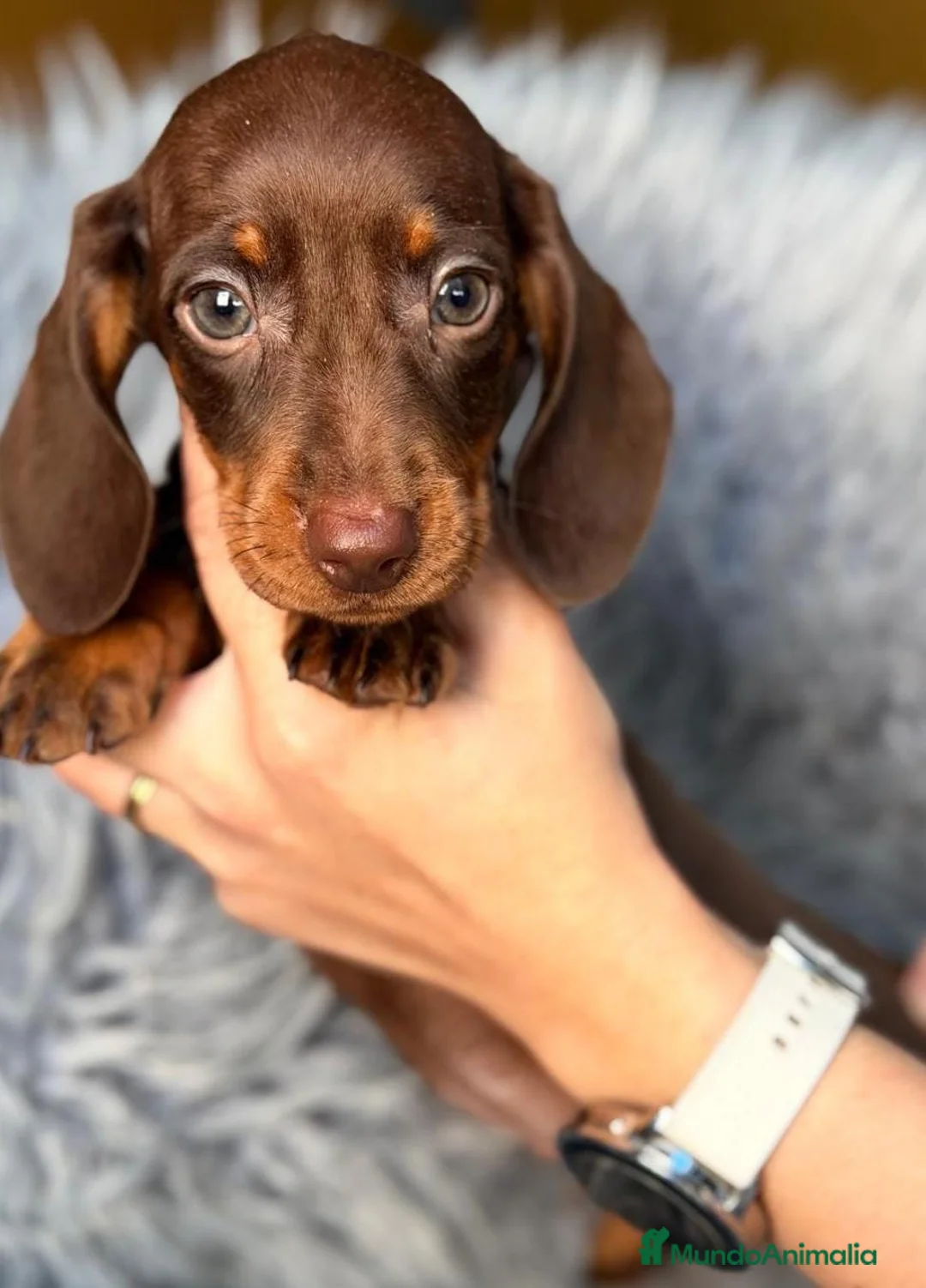 Teckel Miniatura perros en venta: Camada teckel,diferentes colores - Anuncio 2