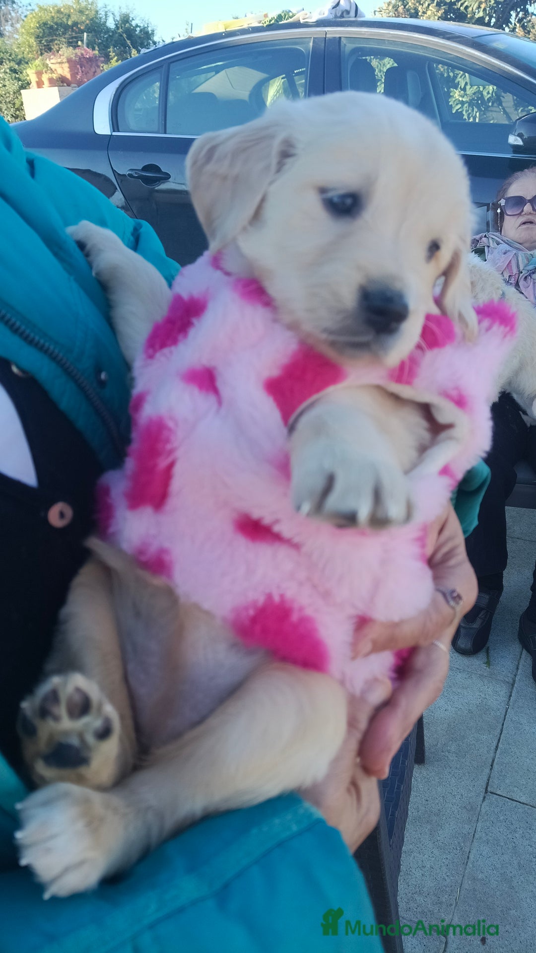 Golden Retriever perros en venta: Hembra de golden retriever  - Anuncio 5