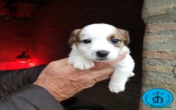 Jack Russell Terrier perros en venta: Jack Russell PEDEGREE (LOE) - Imagen 4