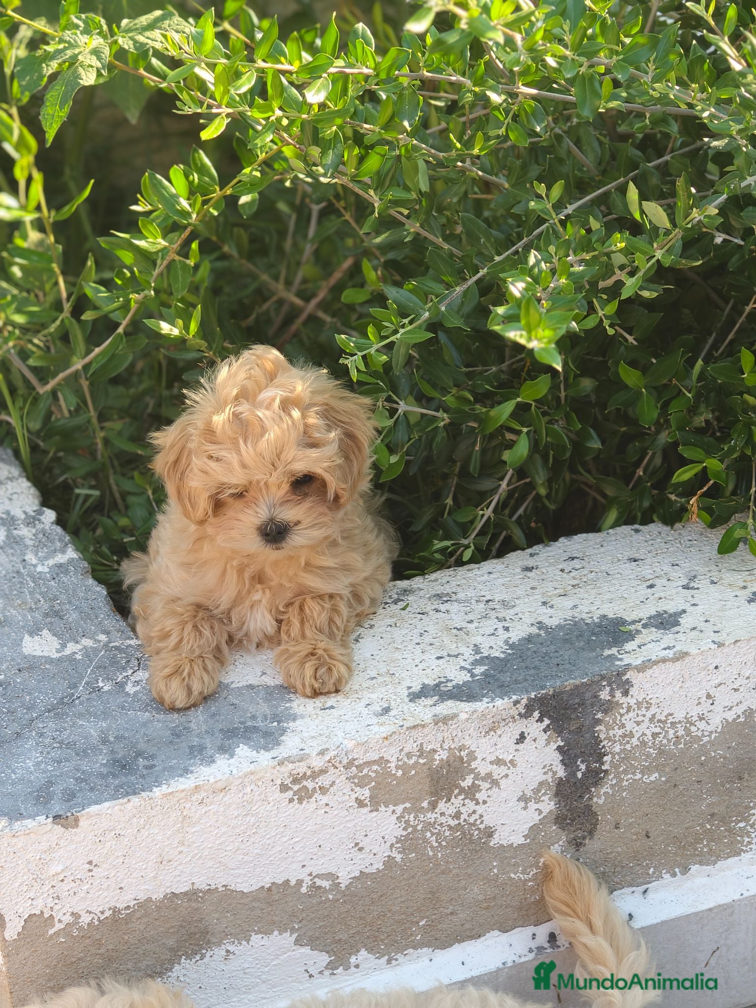 Maltipoo perros Maltipoo toy hipoalergénico  - Anuncio 2