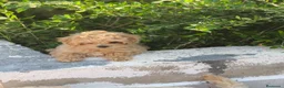 Maltipoo perros en venta: Maltipoo toy hipoalergénico  - Anuncio 1