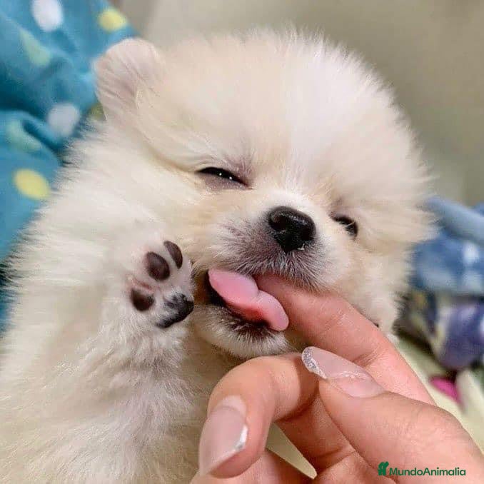 Pomerania perros POMERANIA DE PELÍCULA LISTOS OARA ENTREGAR !!!! en Badajoz - Anuncio 2