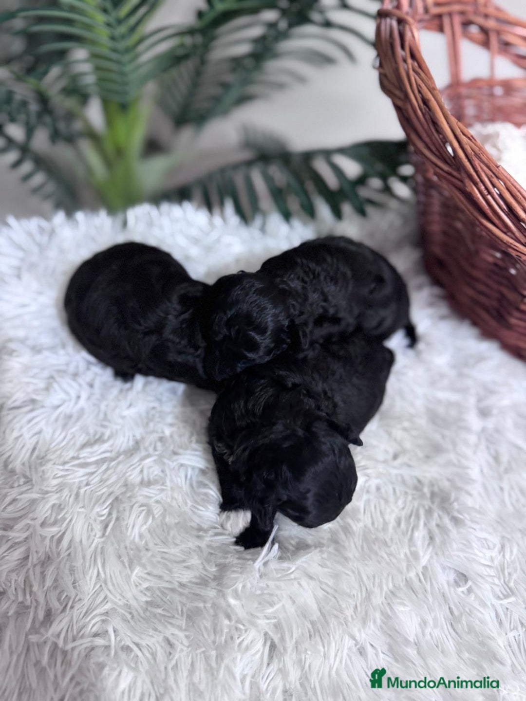 Caniche Toy perros en venta: CANICHE TOY - Imagen 8