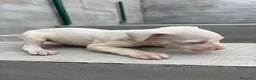Dogo Argentino perros en venta: Dogo Argentino  - Anuncio 3