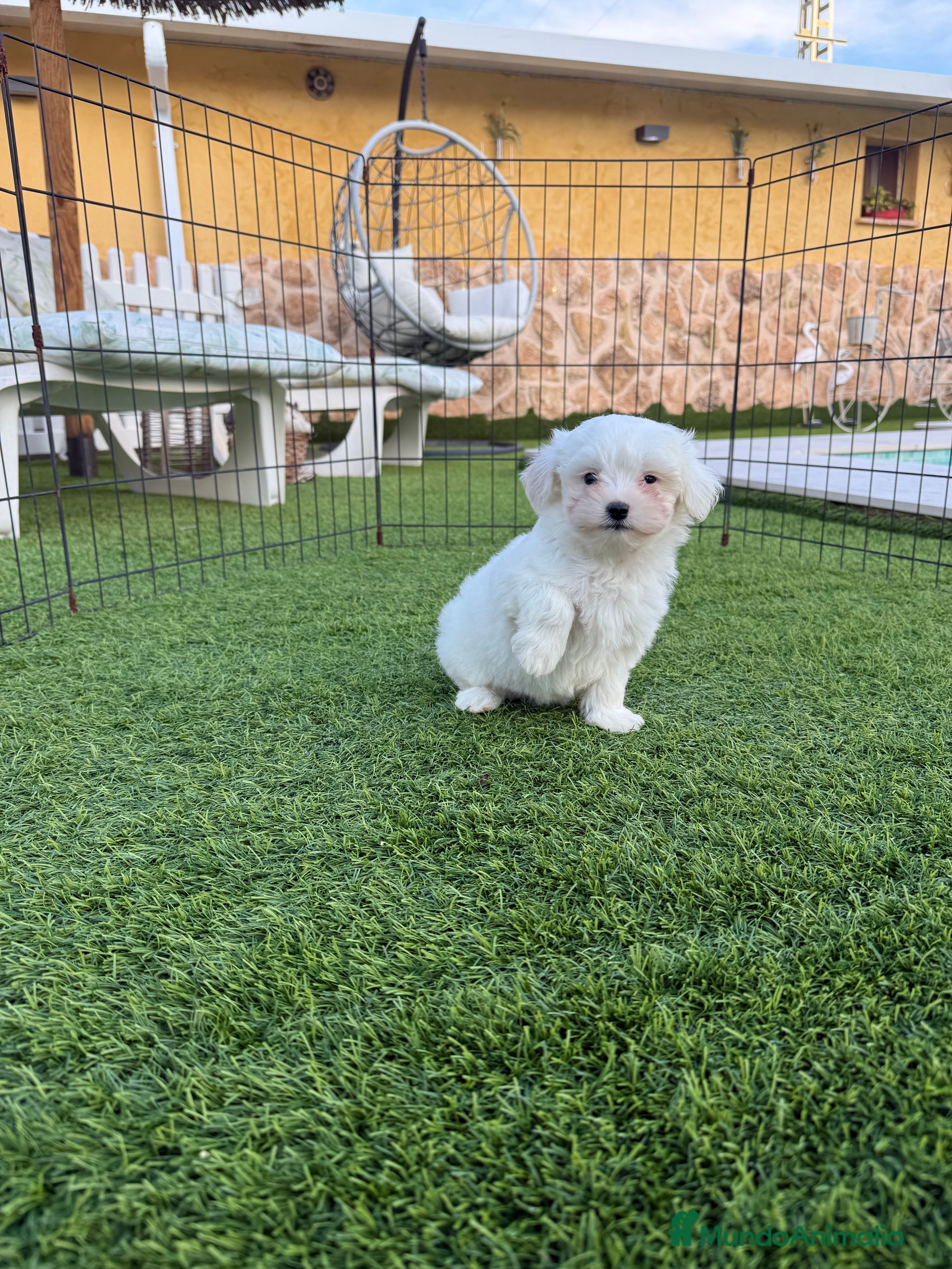 Bichón Maltés perros Bichon maltés coreano - Anuncio 17