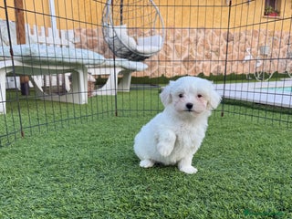 Bichón Maltés perros Bichon maltés coreano - Anuncio 17