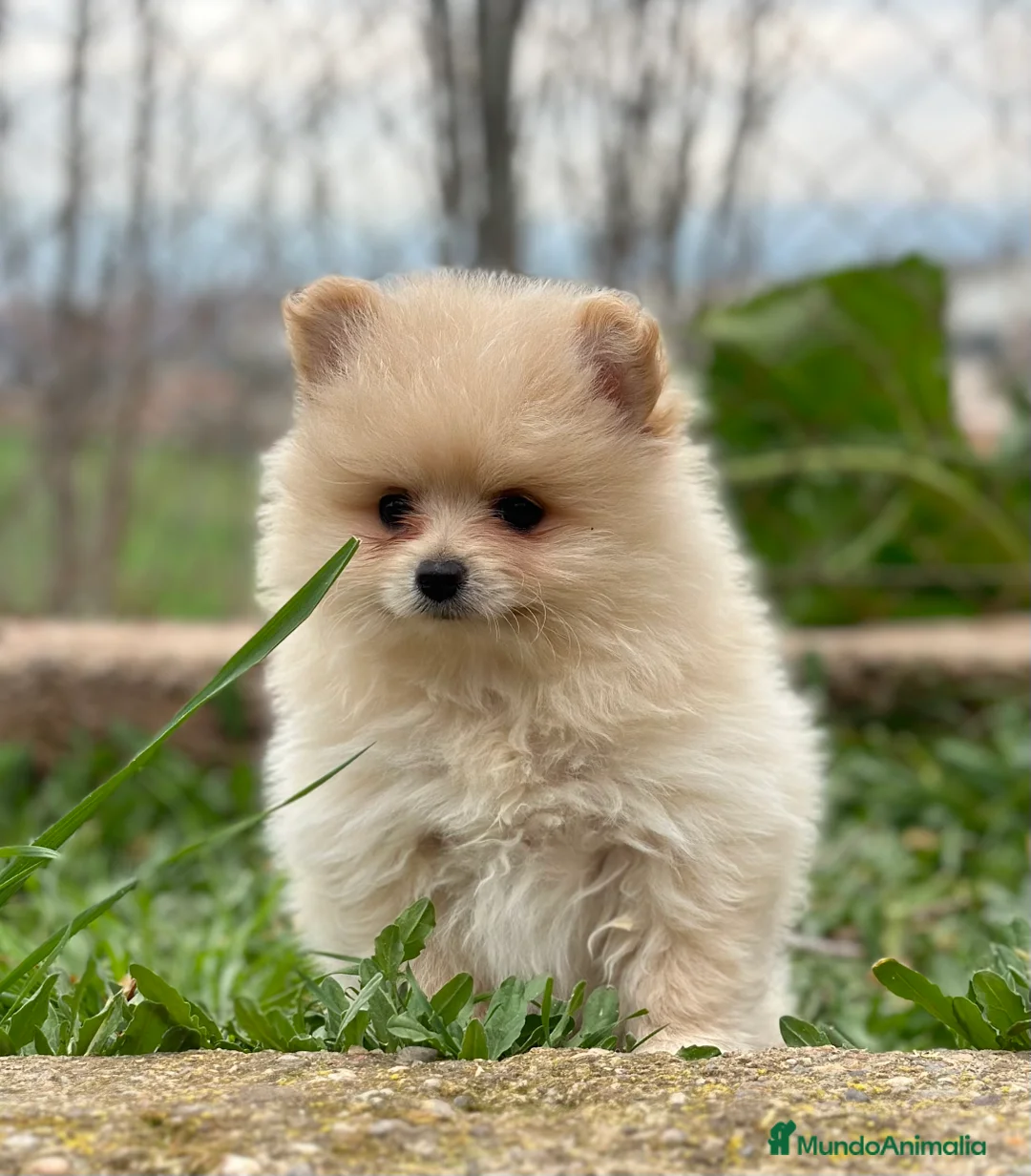 Pomerania perros en venta: POMERANIA CREMA DISPONIBLES! en Barcelona - Anuncio 2