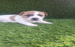 Jack Russell Terrier perros en venta: Jack Russell juguetones bicolor  - Imagen 4