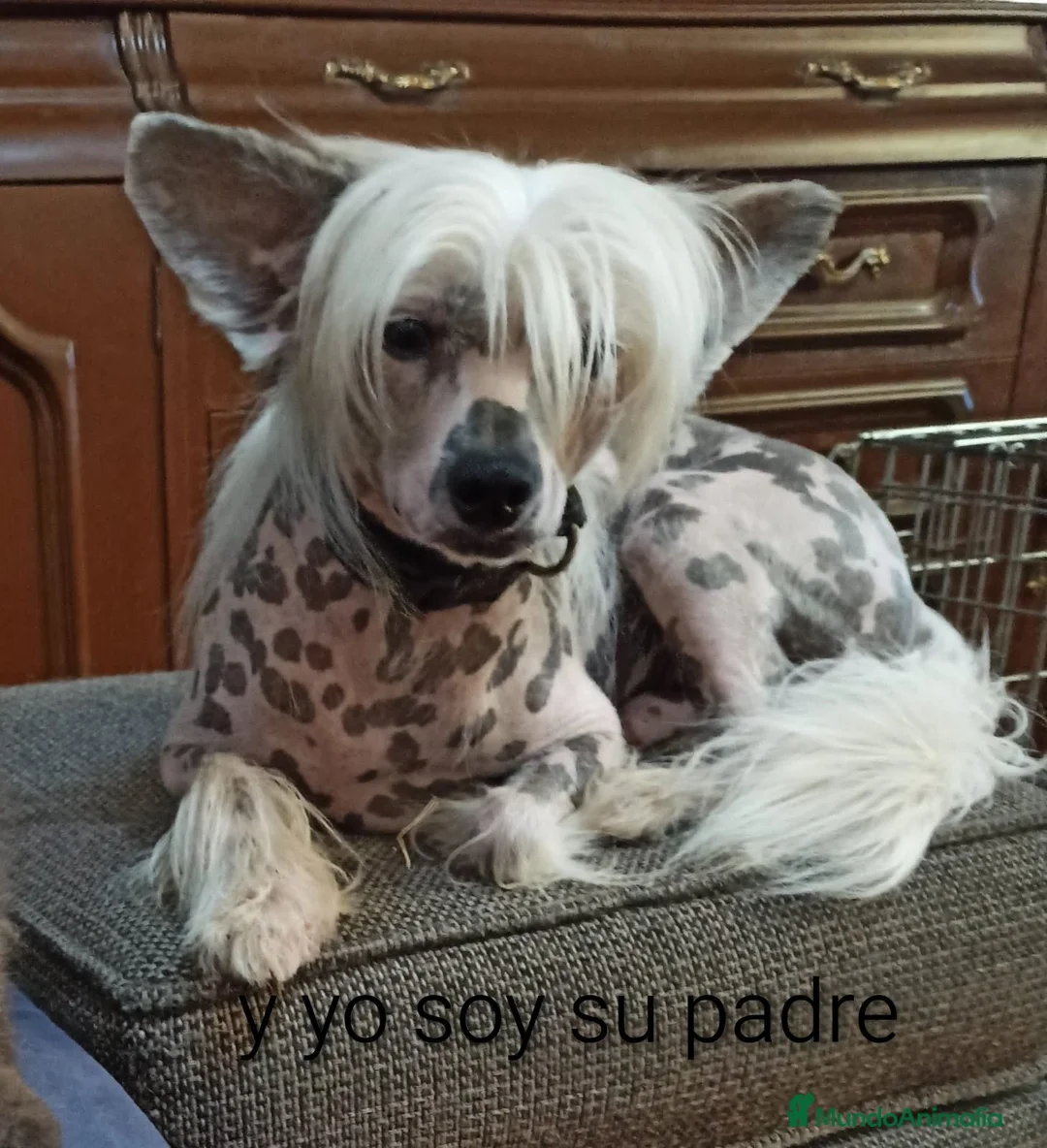 Perro Crestado Chino perros en venta: Crestados chinos - Anuncio 2