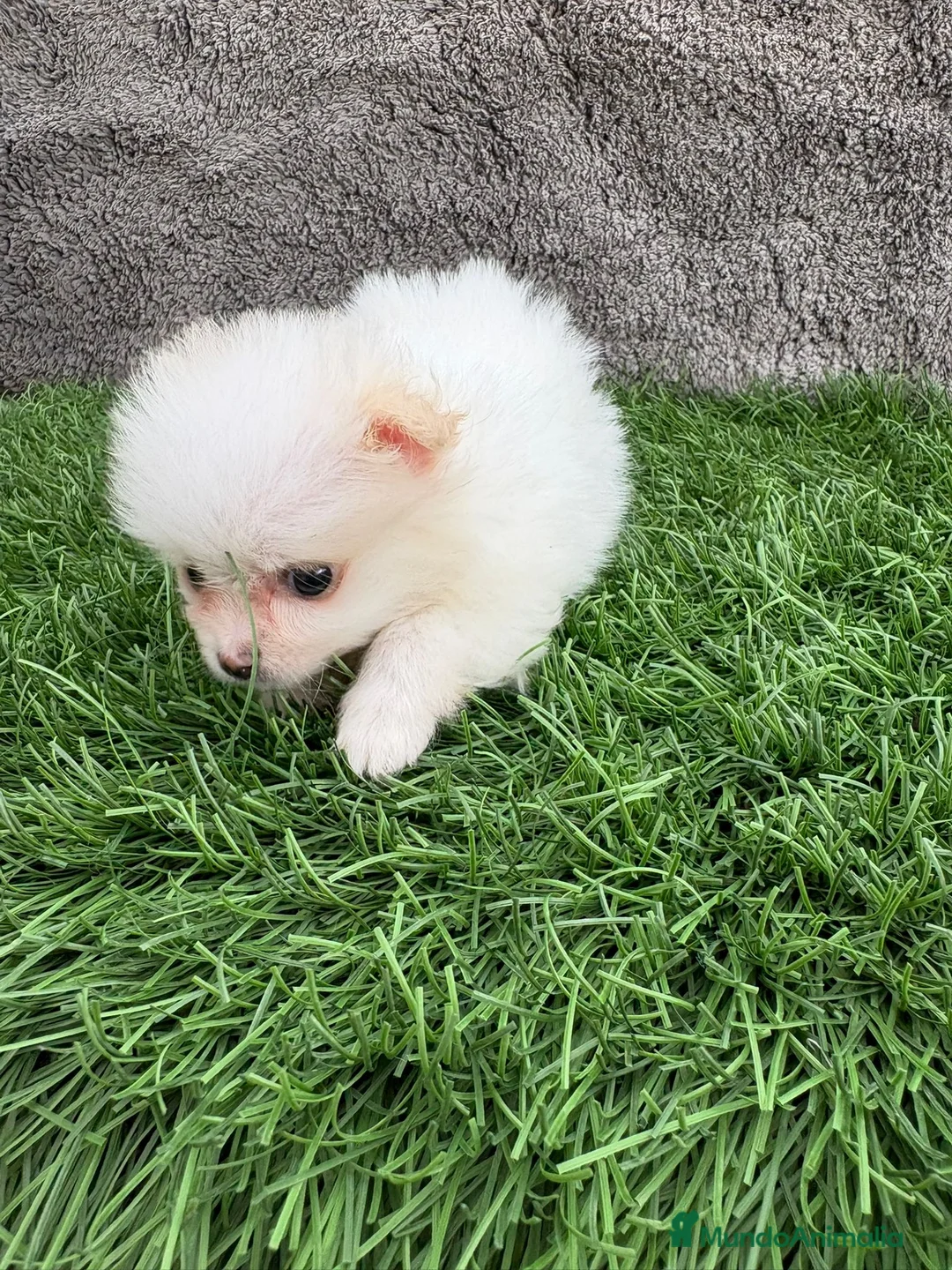 Pomerania perros en venta: Hembra mini toy lulu Pomerania blanca naranja  - Anuncio 6