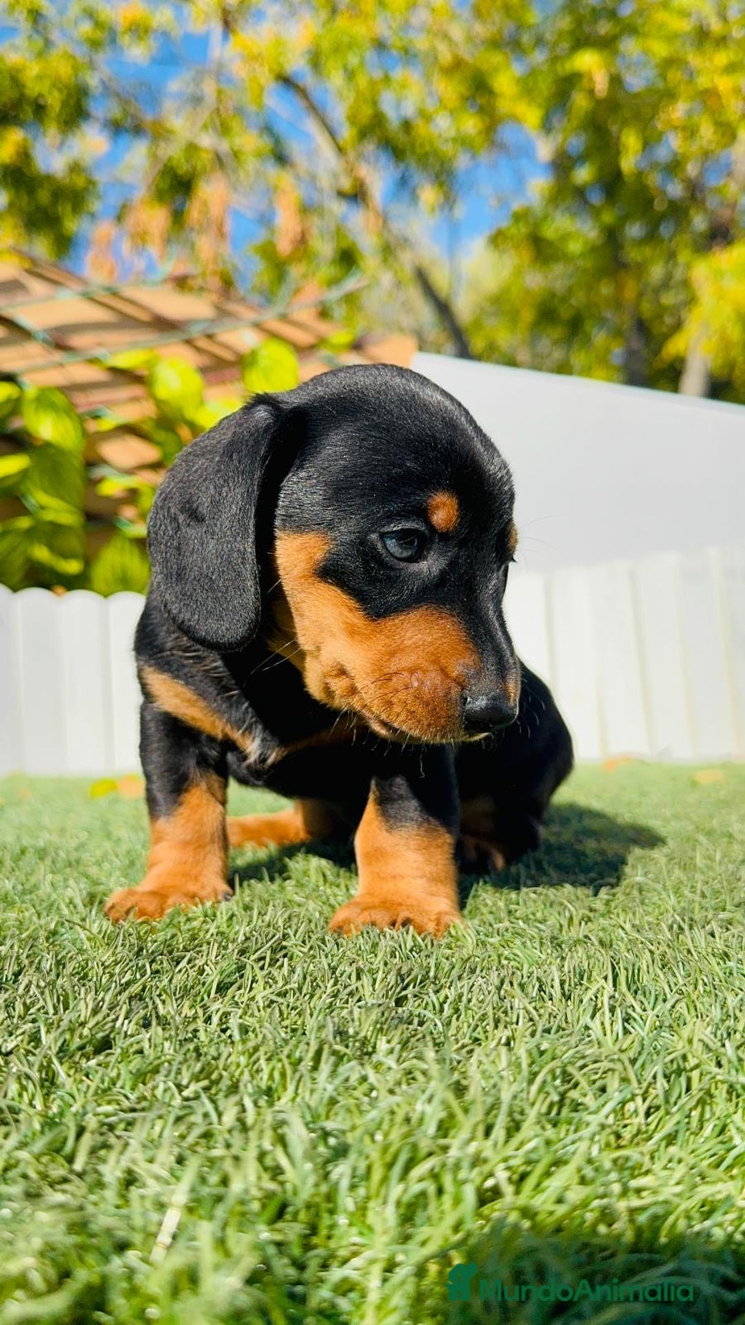 Teckel Miniatura perros en venta: TECKEL MINIATURA - Anuncio 2