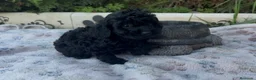 Caniche Toy perros en venta: Caniche toy - Anuncio 2