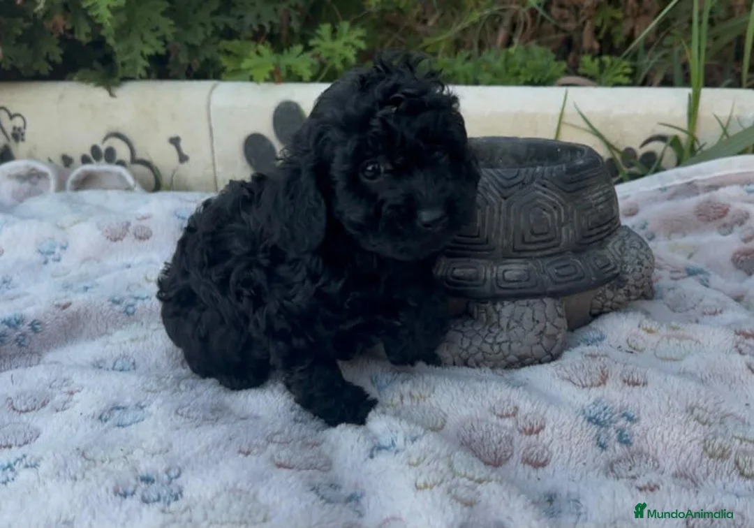 Caniche Toy perros en venta: Caniche toy - Anuncio 2