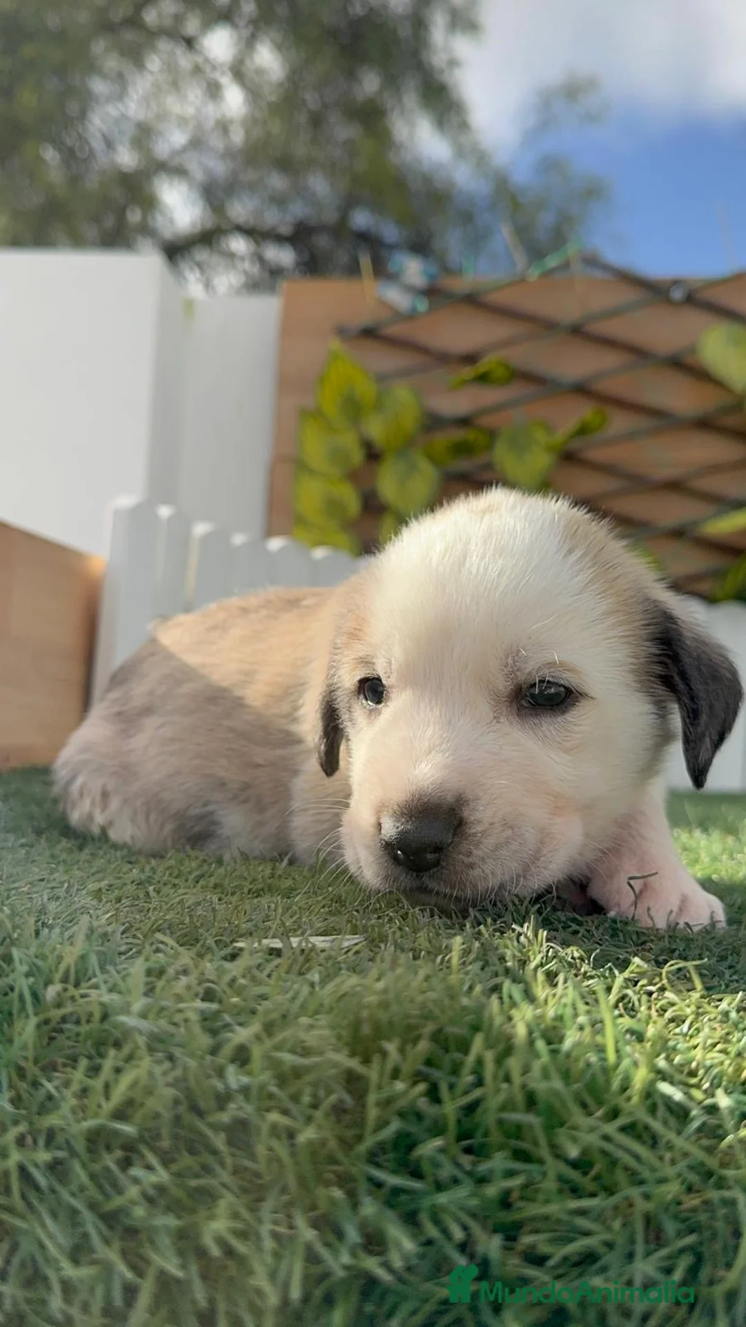 Mastín Español perros en venta: MASTIN HEMBRA - Anuncio 1