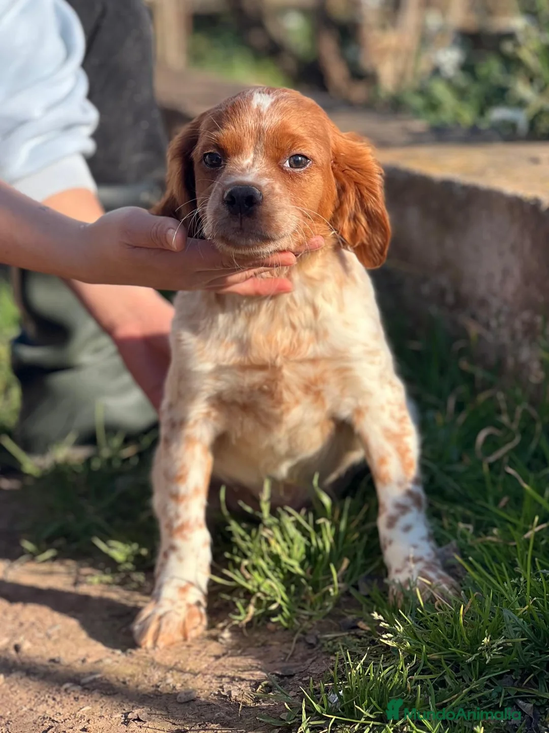 Épagneul Breton perros en venta: BRETÓN ESPAÑOL DISPONIBLE en Barcelona - Anuncio 3