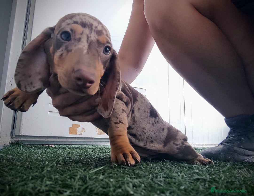 Teckel perros en venta: Teckel chocolate y Arlequín  - Imagen 5